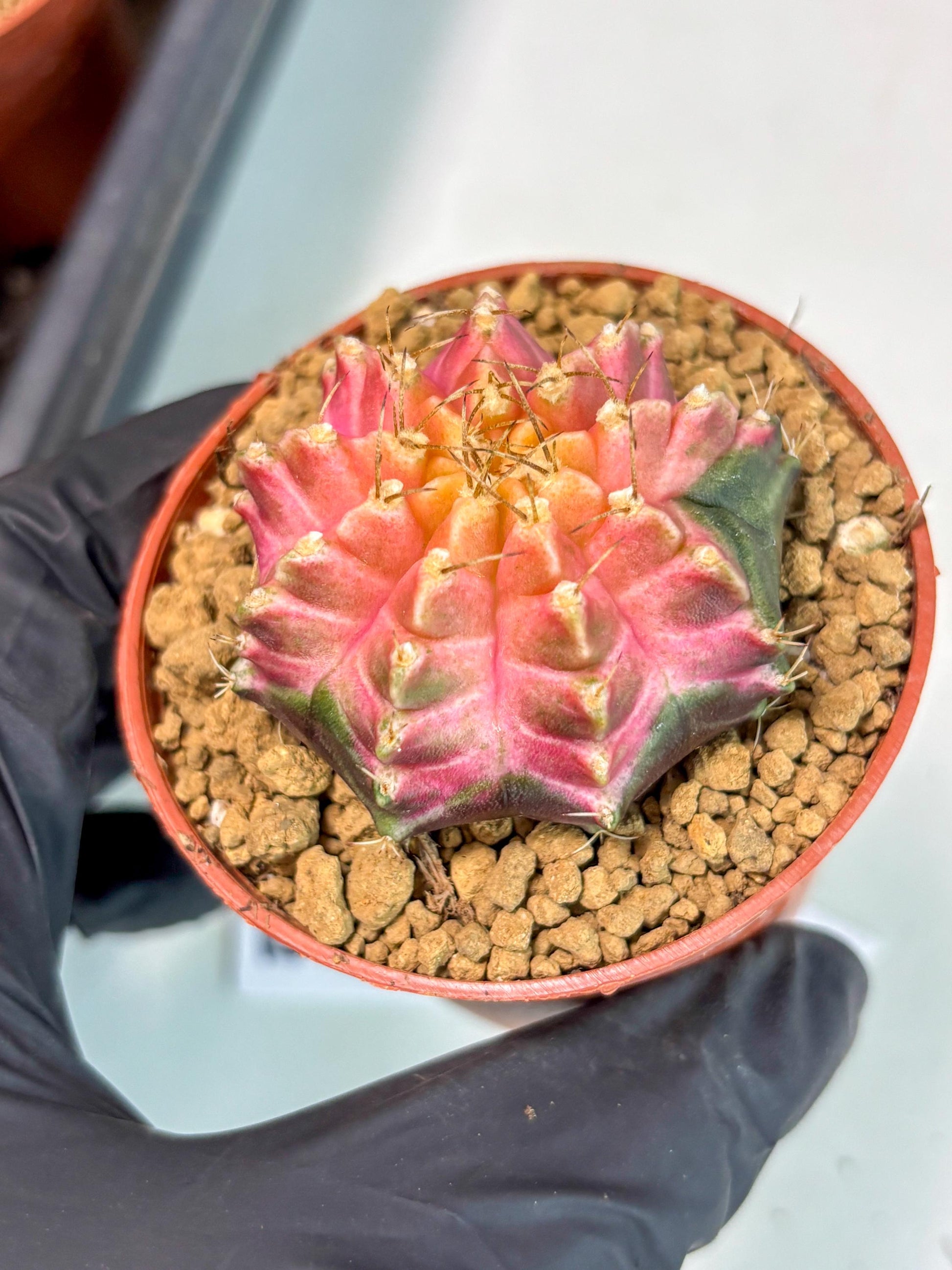 Gymnocalycium Neon (gy14) (y5) | ONLY for Advance Grower