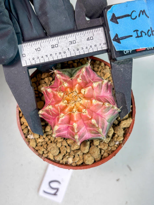 Gymnocalycium Neon (gy14) (y5) | ONLY for Advance Grower