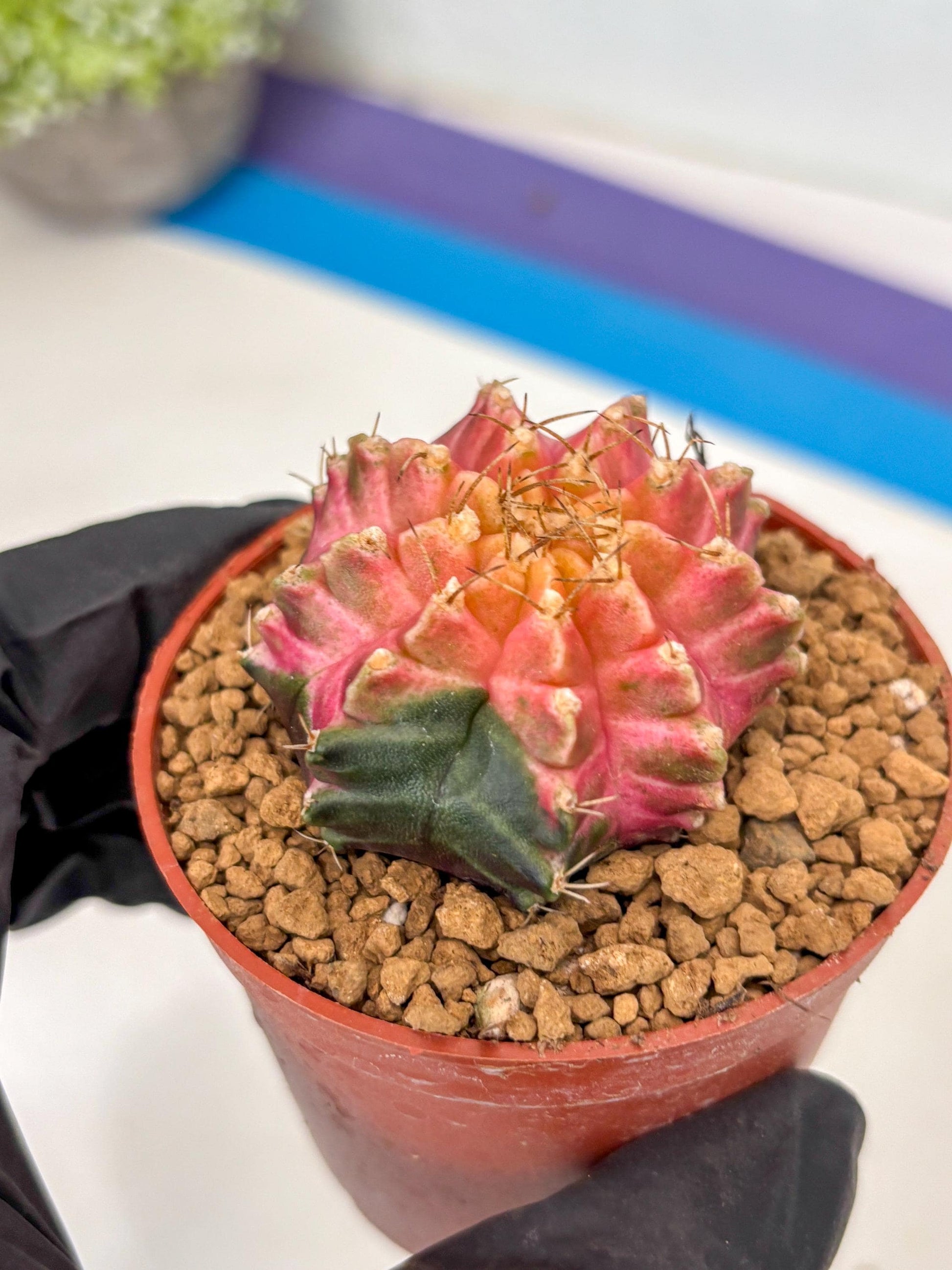 Gymnocalycium Neon (gy14) (y5) | ONLY for Advance Grower