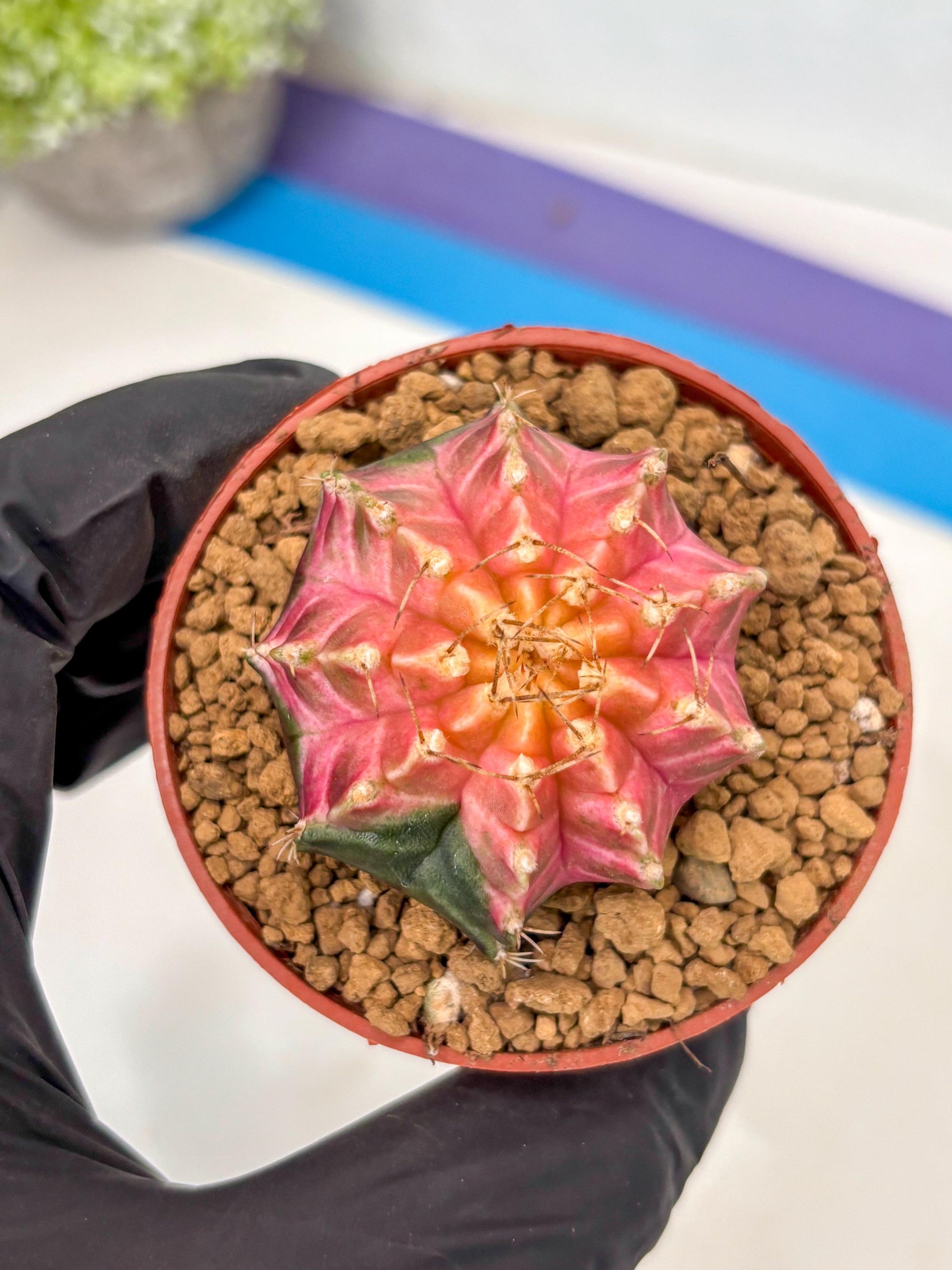 Gymnocalycium Neon (gy14) (y5) | ONLY for Advance Grower