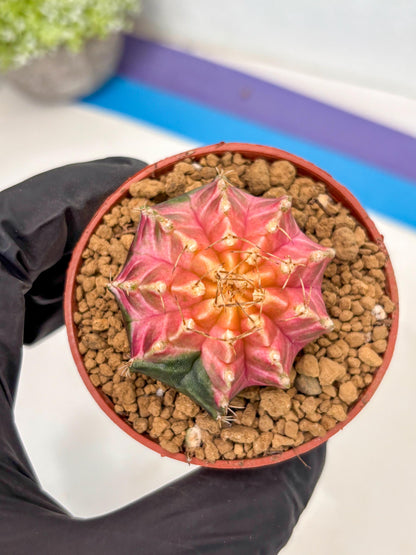 Gymnocalycium Neon (gy14) (y5) | ONLY for Advance Grower