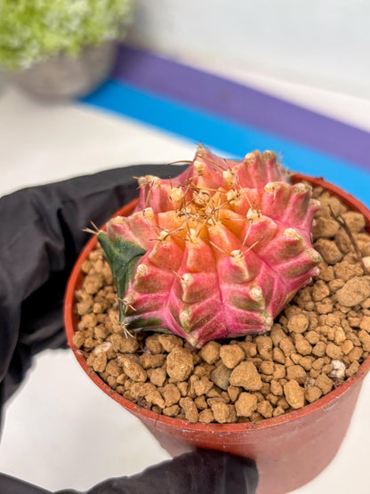 Gymnocalycium Neon (gy14) (y5) | ONLY for Advance Grower