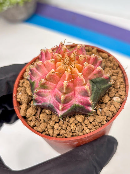 Gymnocalycium Neon (gy14) (y5) | ONLY for Advance Grower