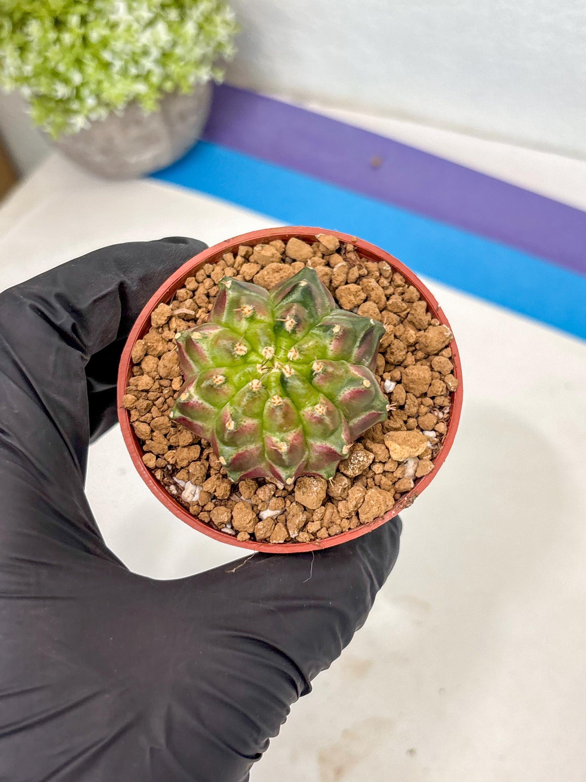 Gymnocalycium Neon (gy14) (y6) | ONLY for Advance Grower