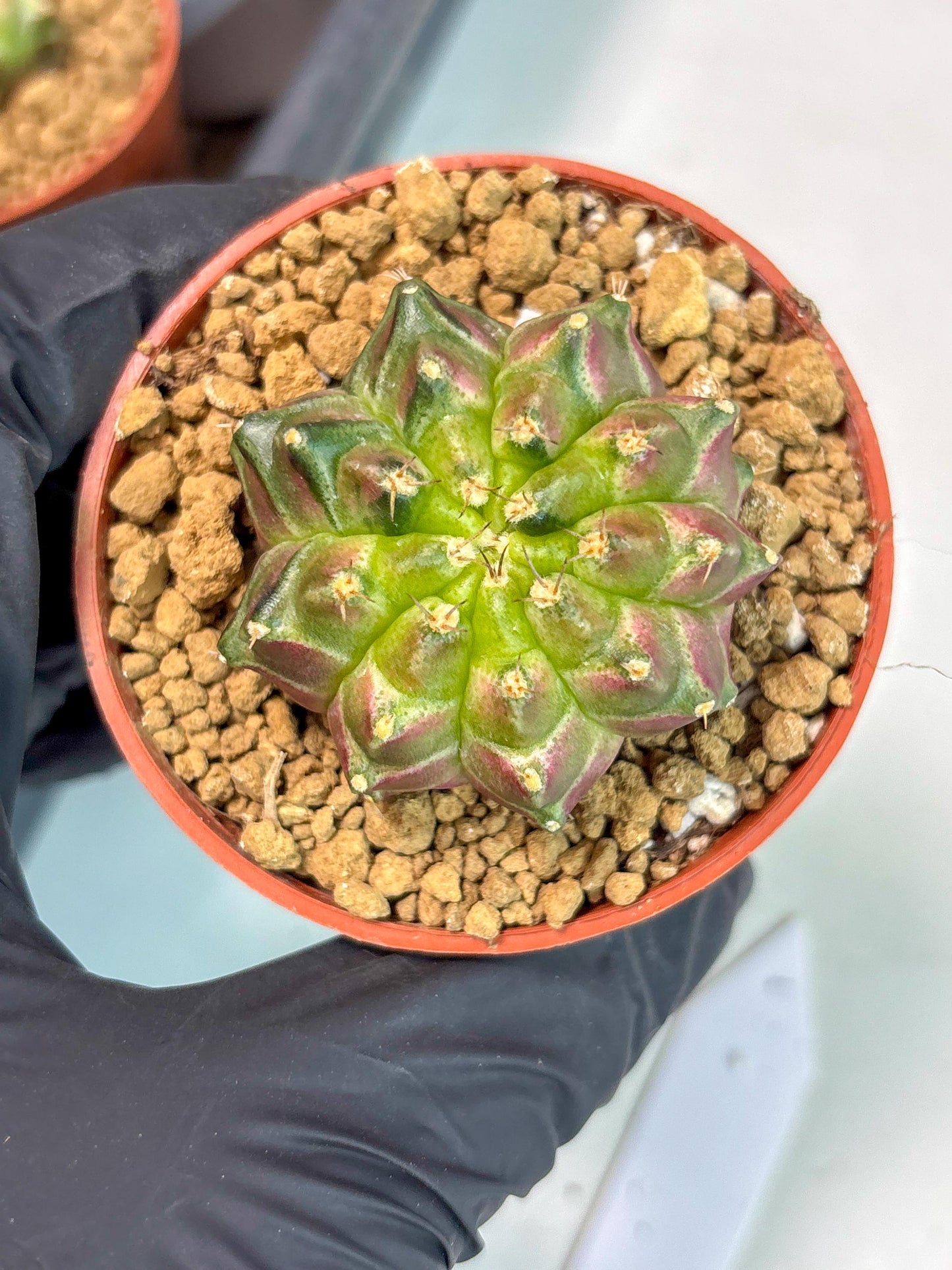 Gymnocalycium Neon (gy14) (y6) | ONLY for Advance Grower