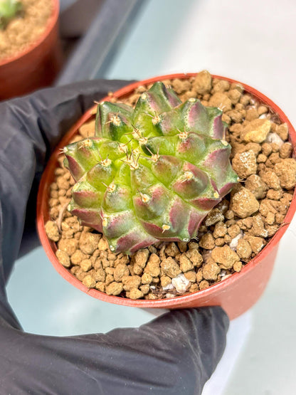 Gymnocalycium Neon (gy14) (y6) | ONLY for Advance Grower