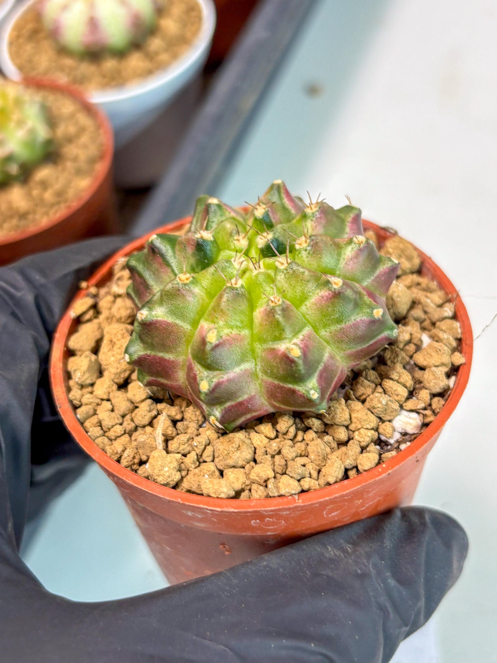 Gymnocalycium Neon (gy14) (y6) | ONLY for Advance Grower