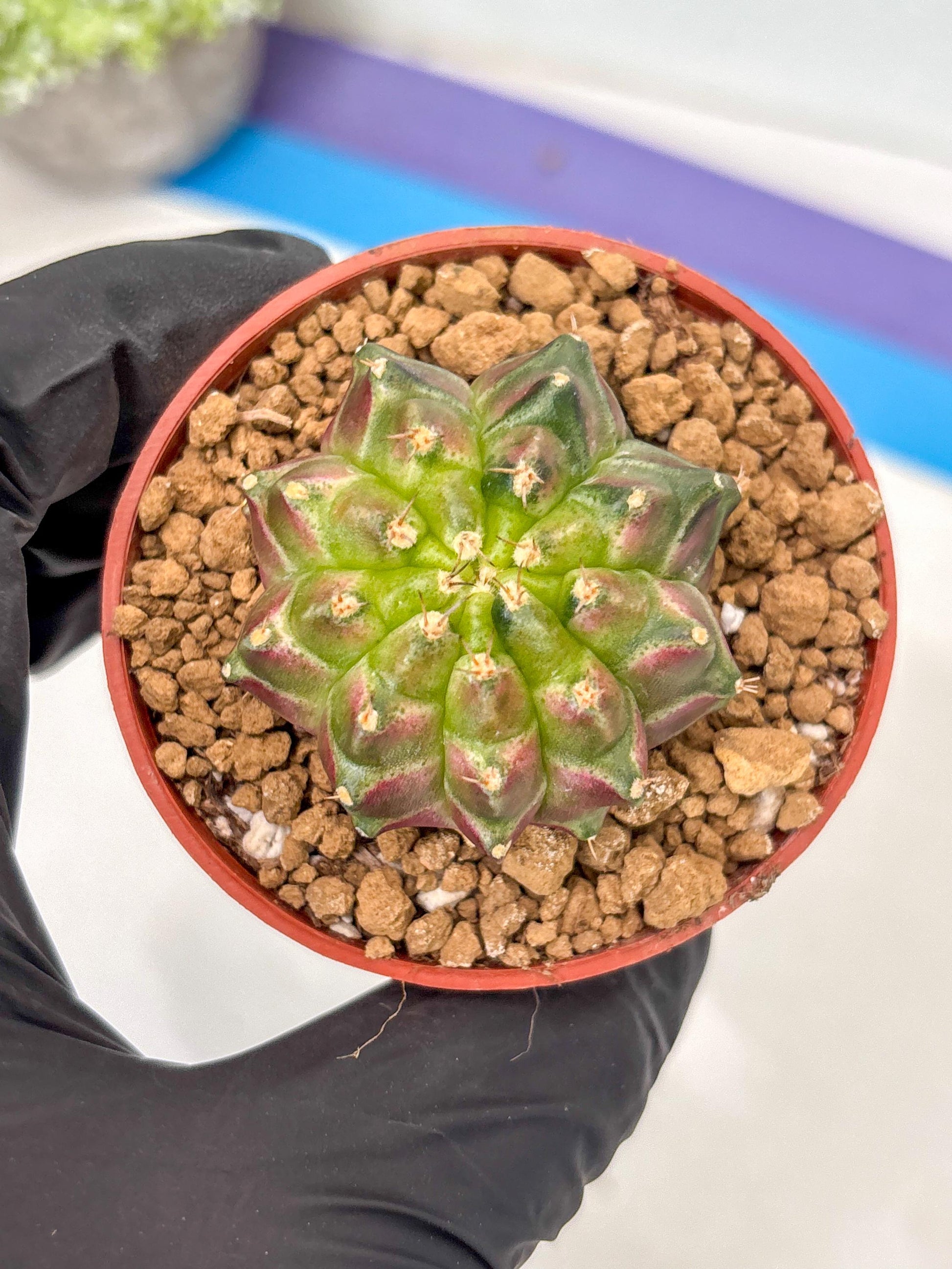 Gymnocalycium Neon (gy14) (y6) | ONLY for Advance Grower