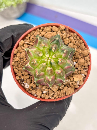Gymnocalycium Neon (gy14) (y6) | ONLY for Advance Grower