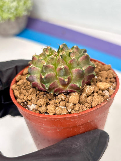 Gymnocalycium Neon (gy14) (y6) | ONLY for Advance Grower
