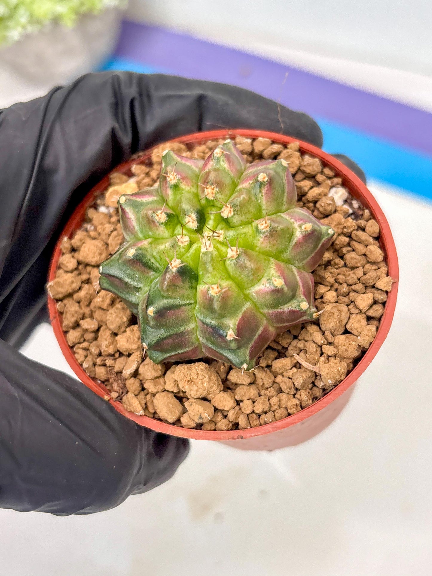 Gymnocalycium Neon (gy14) (y6) | ONLY for Advance Grower