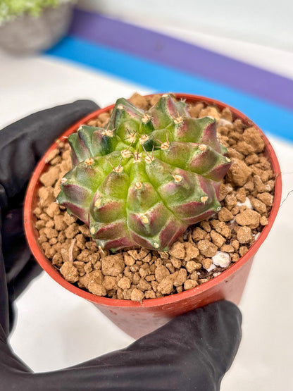 Gymnocalycium Neon (gy14) (y6) | ONLY for Advance Grower