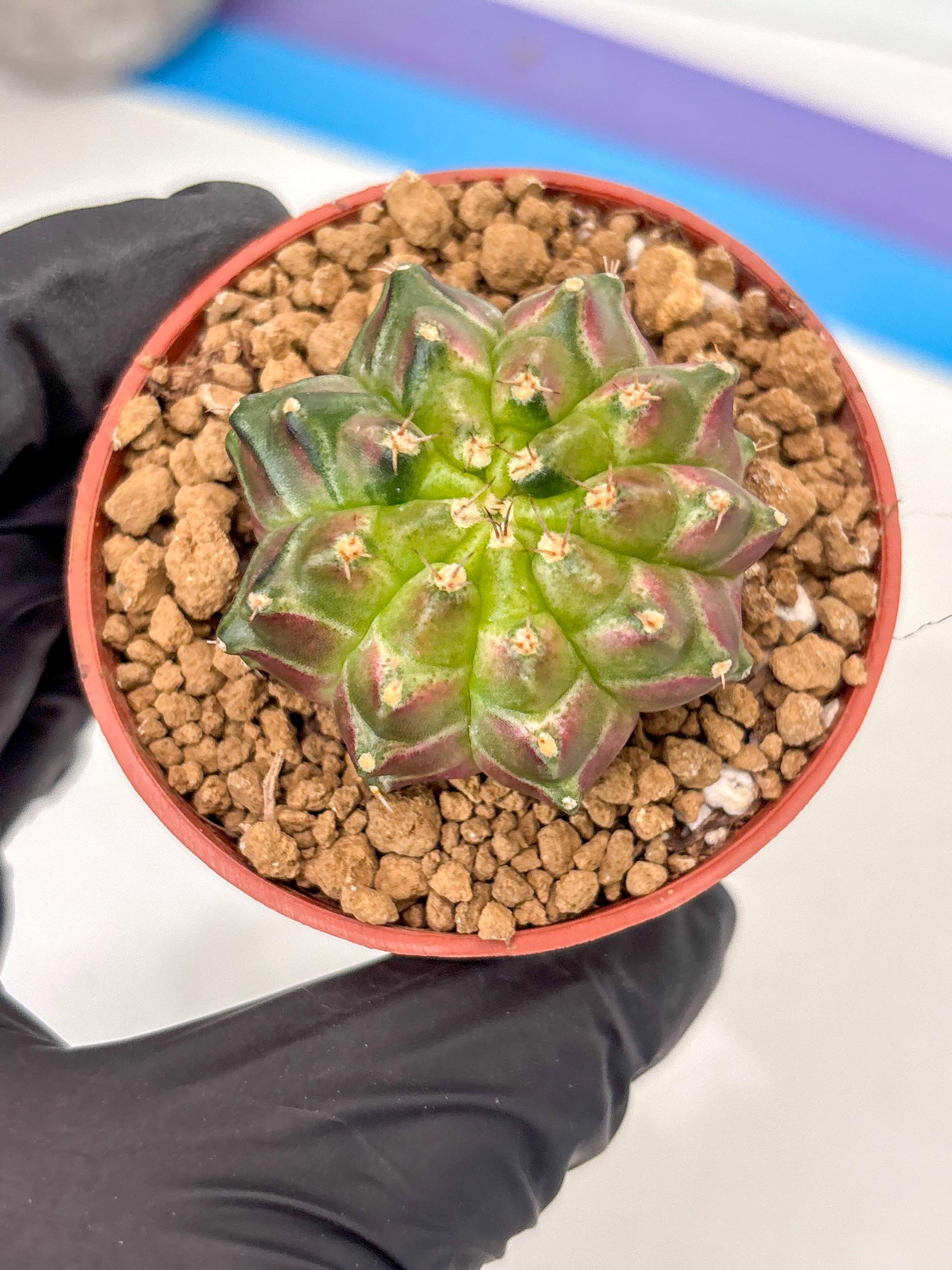 Gymnocalycium Neon (gy14) (y6) | ONLY for Advance Grower