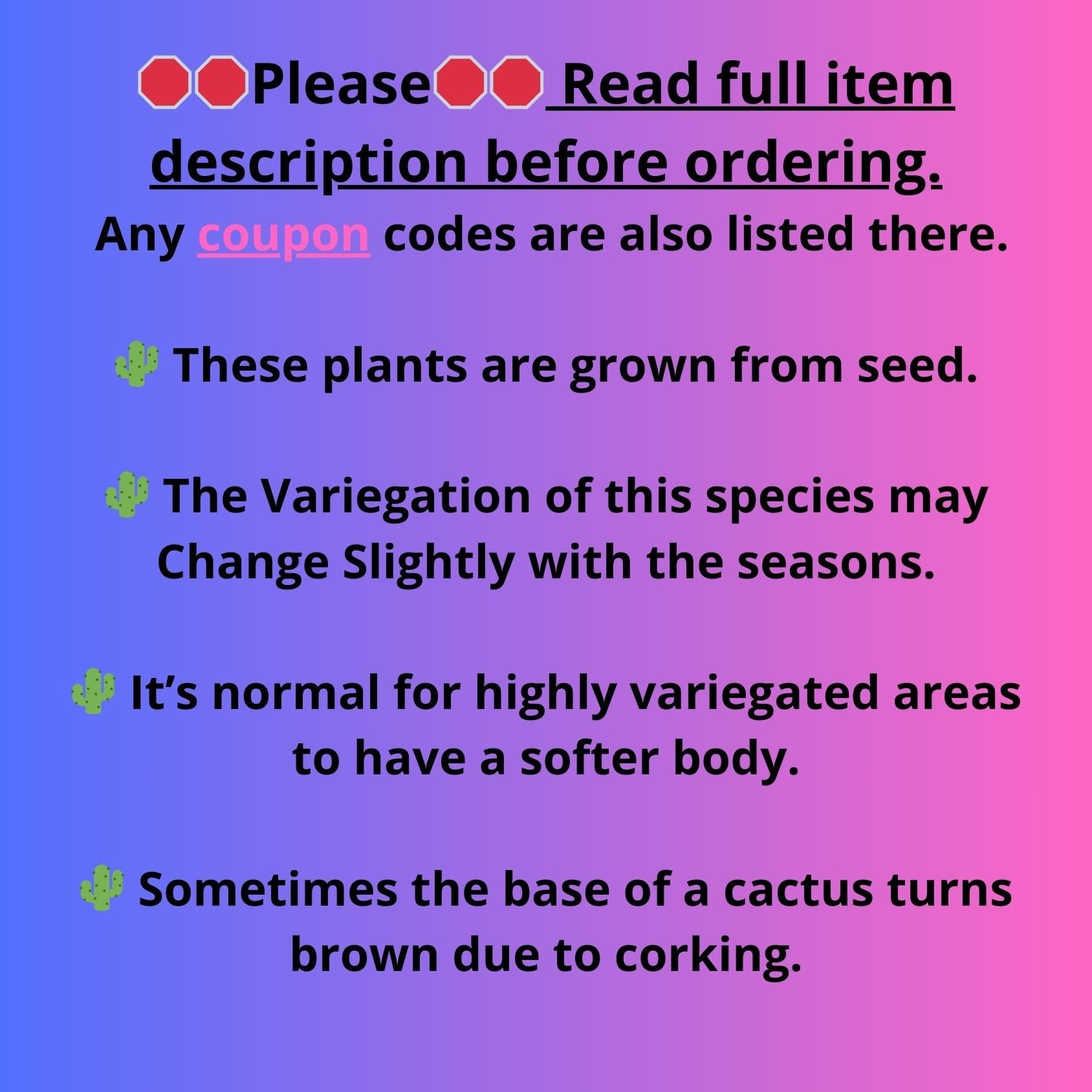 Gymnocalycium Var (Ap) (a) | Choose your own plant! 2 Inch Pot