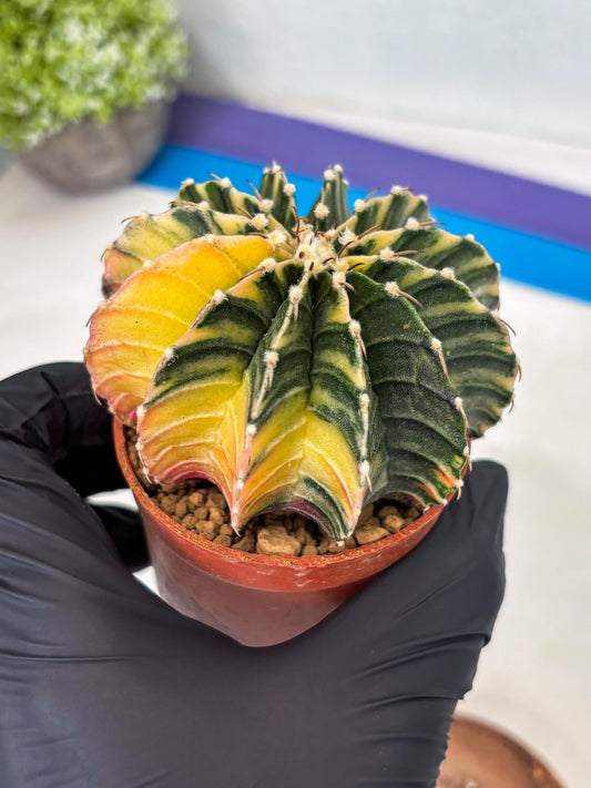 Gymnocalycium LB Hybrid (gy1) (g1) | variegated cactus
