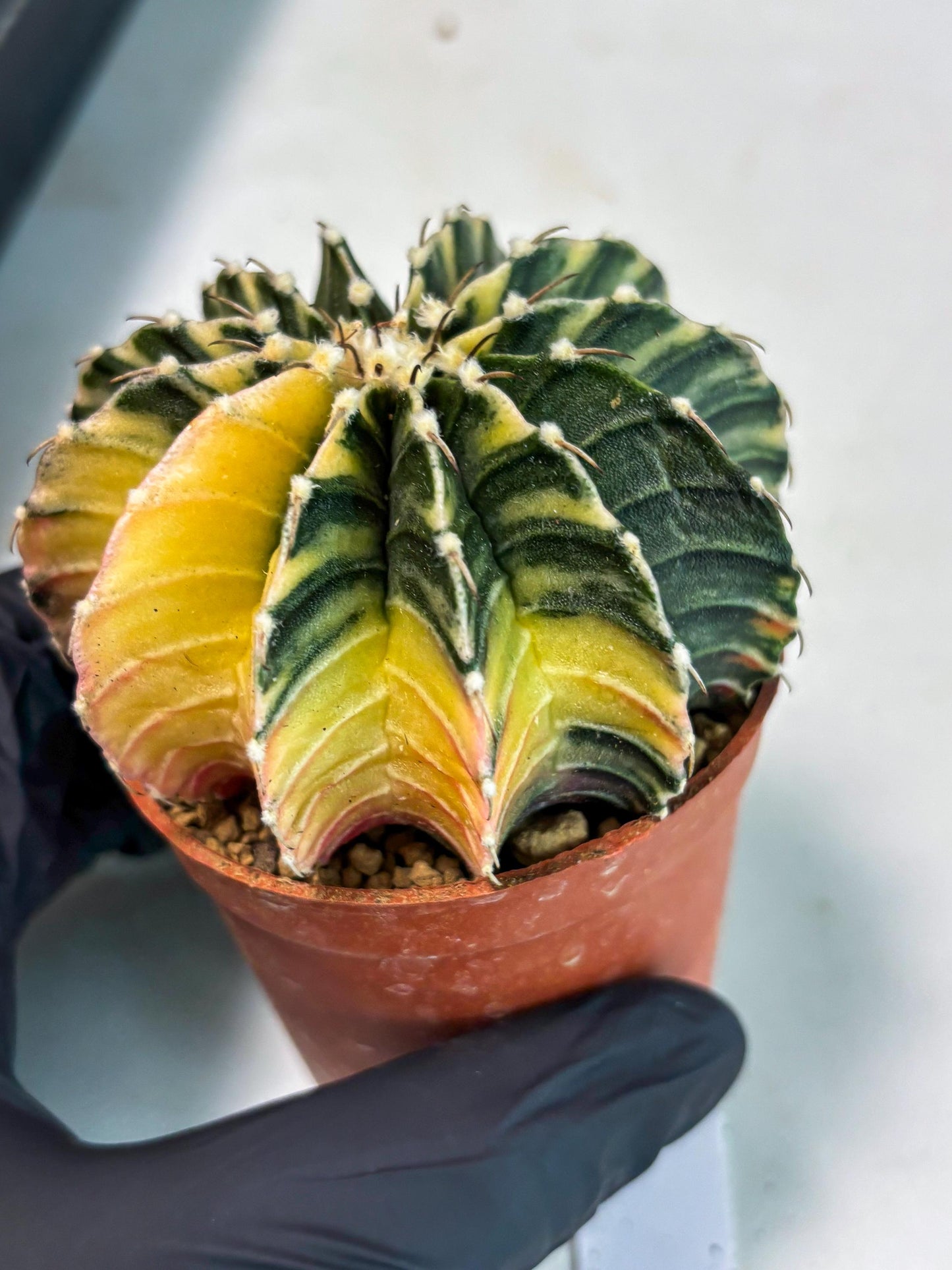 Gymnocalycium LB Hybrid (gy1) (g1) | variegated cactus