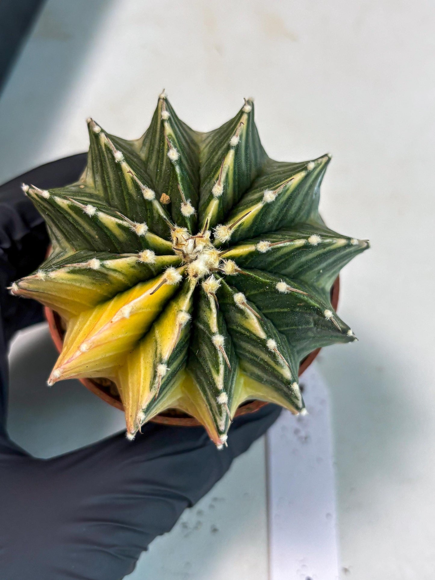 Gymnocalycium LB Hybrid (gy1) (g1) | variegated cactus
