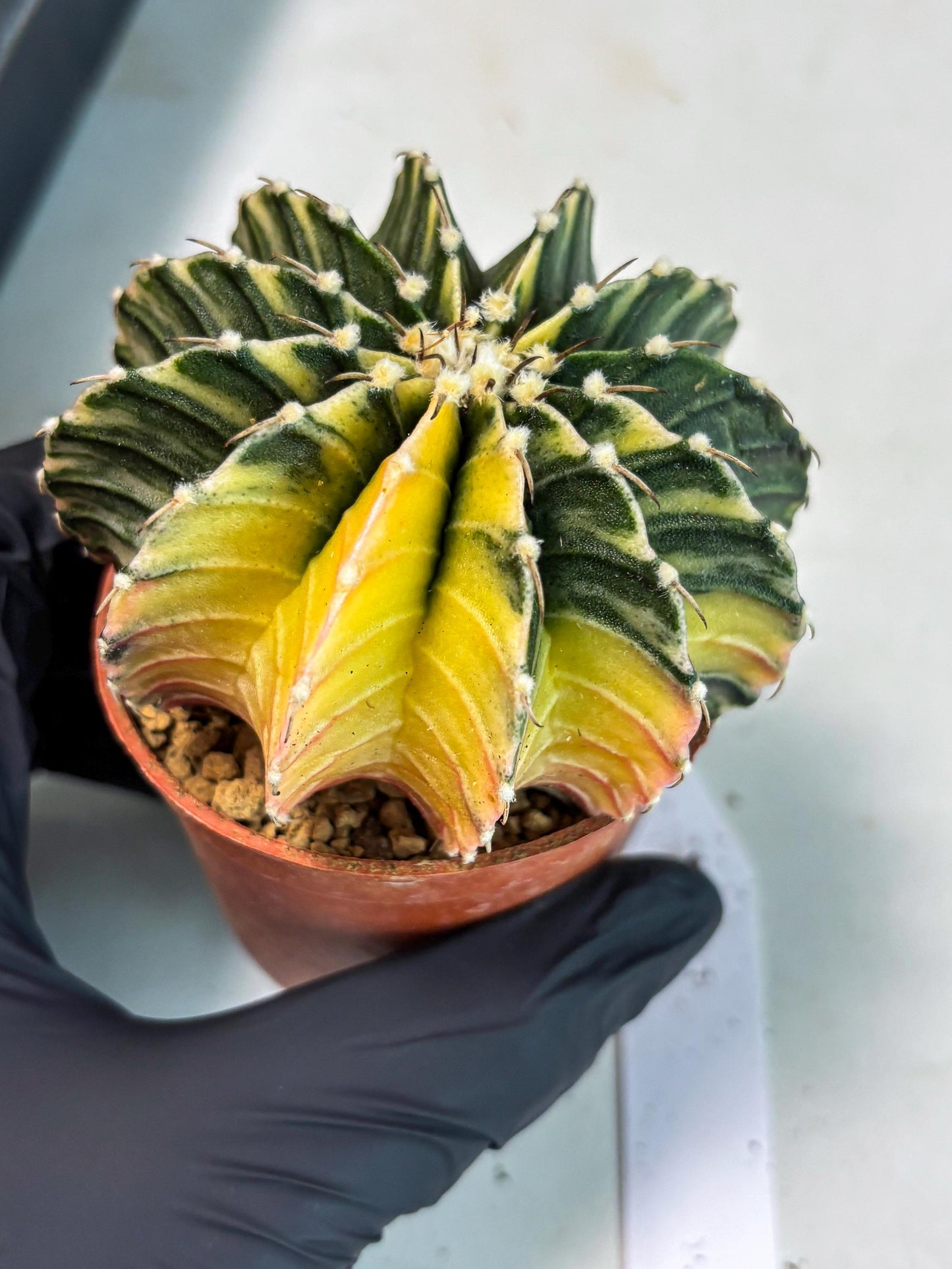 Gymnocalycium LB Hybrid (gy1) (g1) | variegated cactus