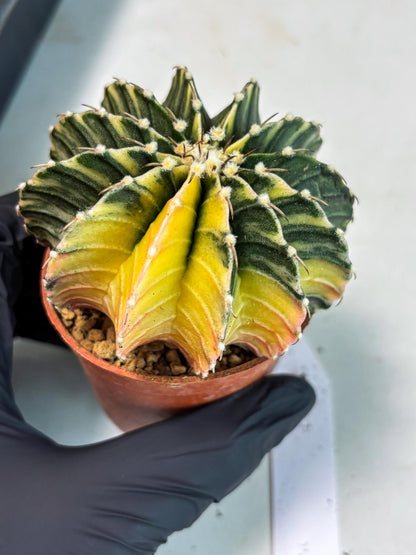Gymnocalycium LB Hybrid (gy1) (g1) | variegated cactus