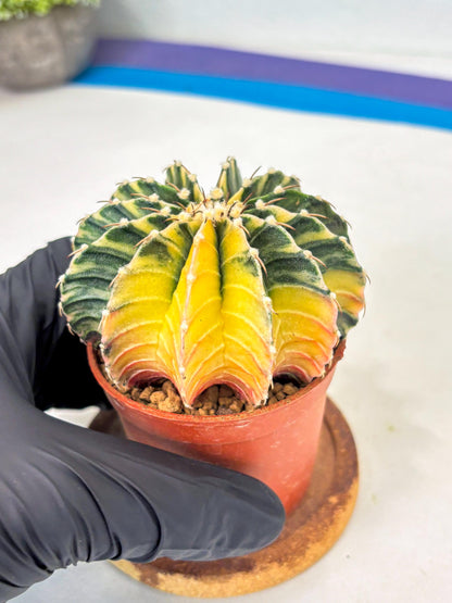 Gymnocalycium LB Hybrid (gy1) (g1) | variegated cactus