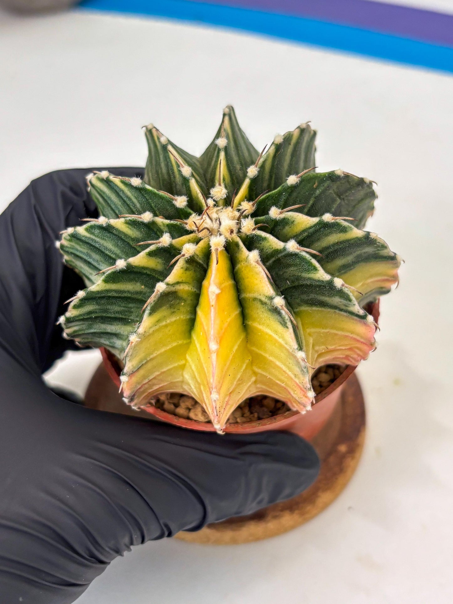 Gymnocalycium LB Hybrid (gy1) (g1) | variegated cactus