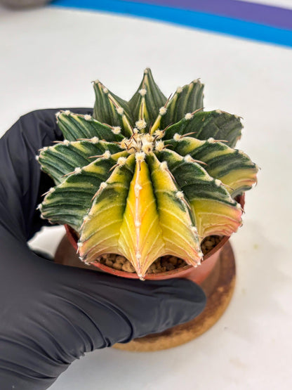 Gymnocalycium LB Hybrid (gy1) (g1) | variegated cactus
