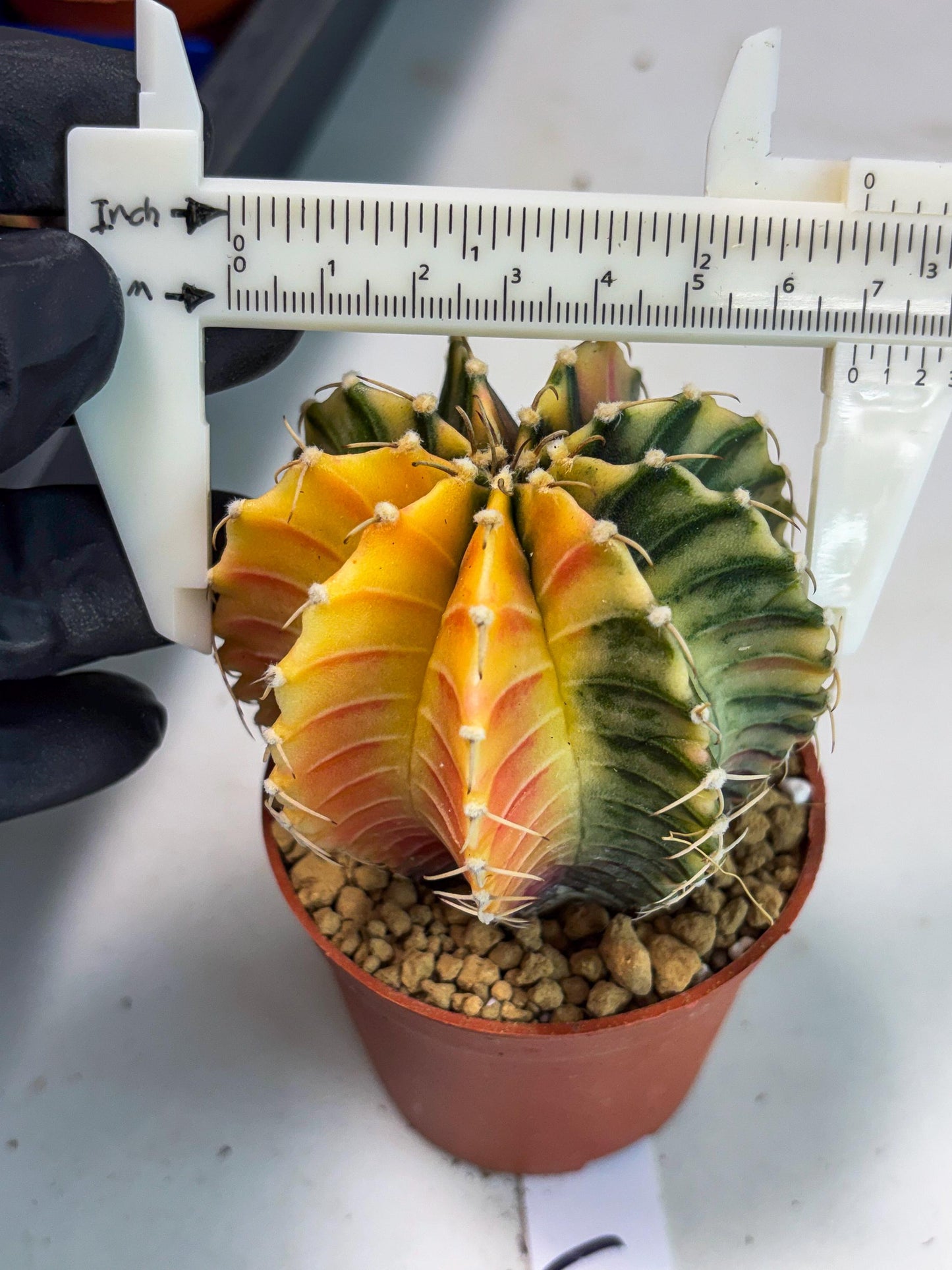 Gymnocalycium LB Hybrid (gy1) (g3) | variegated cactus
