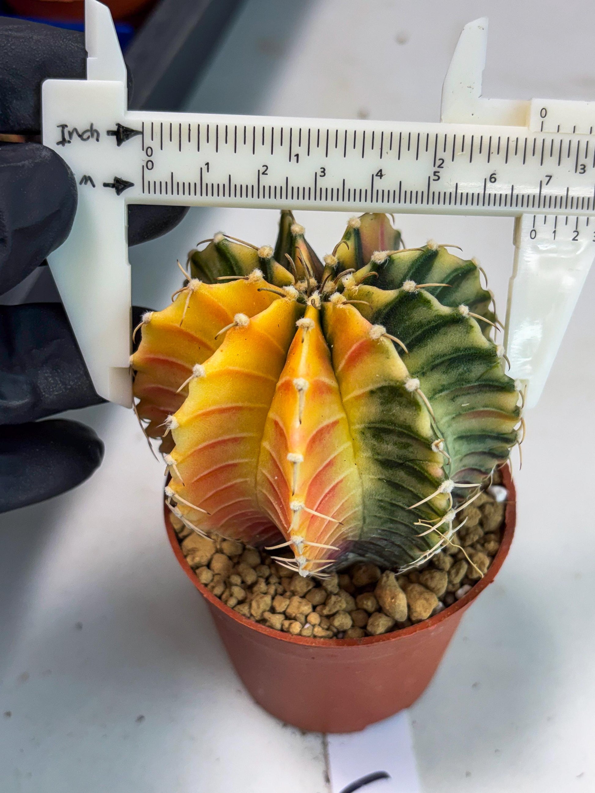 Gymnocalycium LB Hybrid (gy1) (g3) | variegated cactus