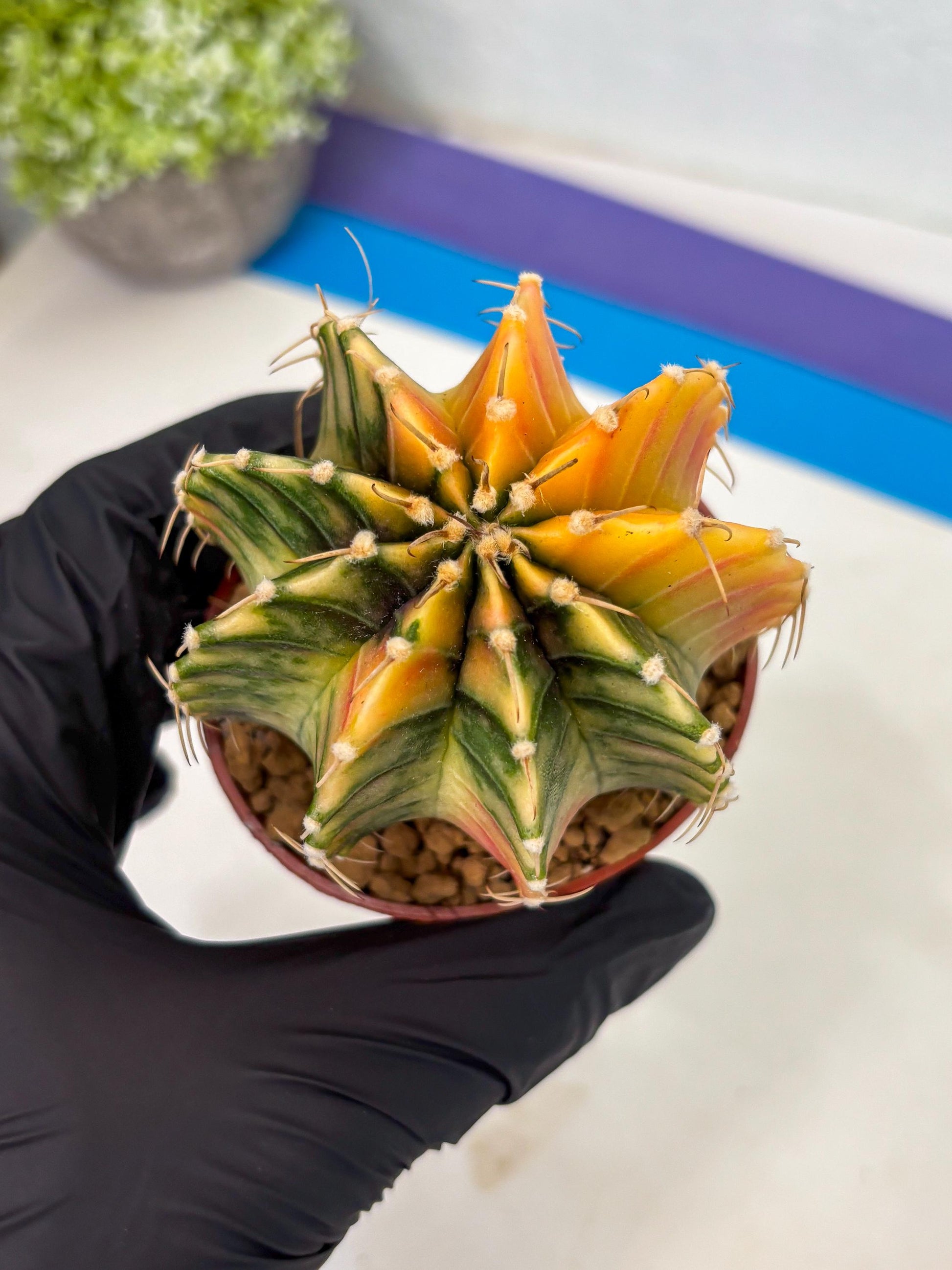 Gymnocalycium LB Hybrid (gy1) (g3) | variegated cactus