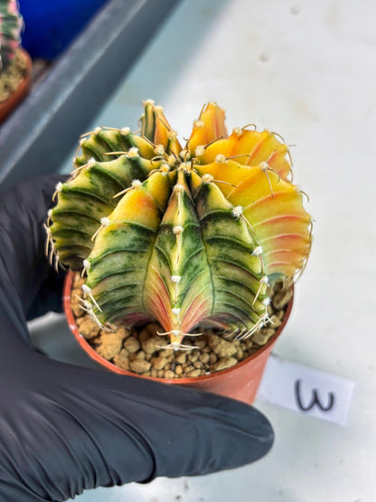 Gymnocalycium LB Hybrid (gy1) (g3) | variegated cactus