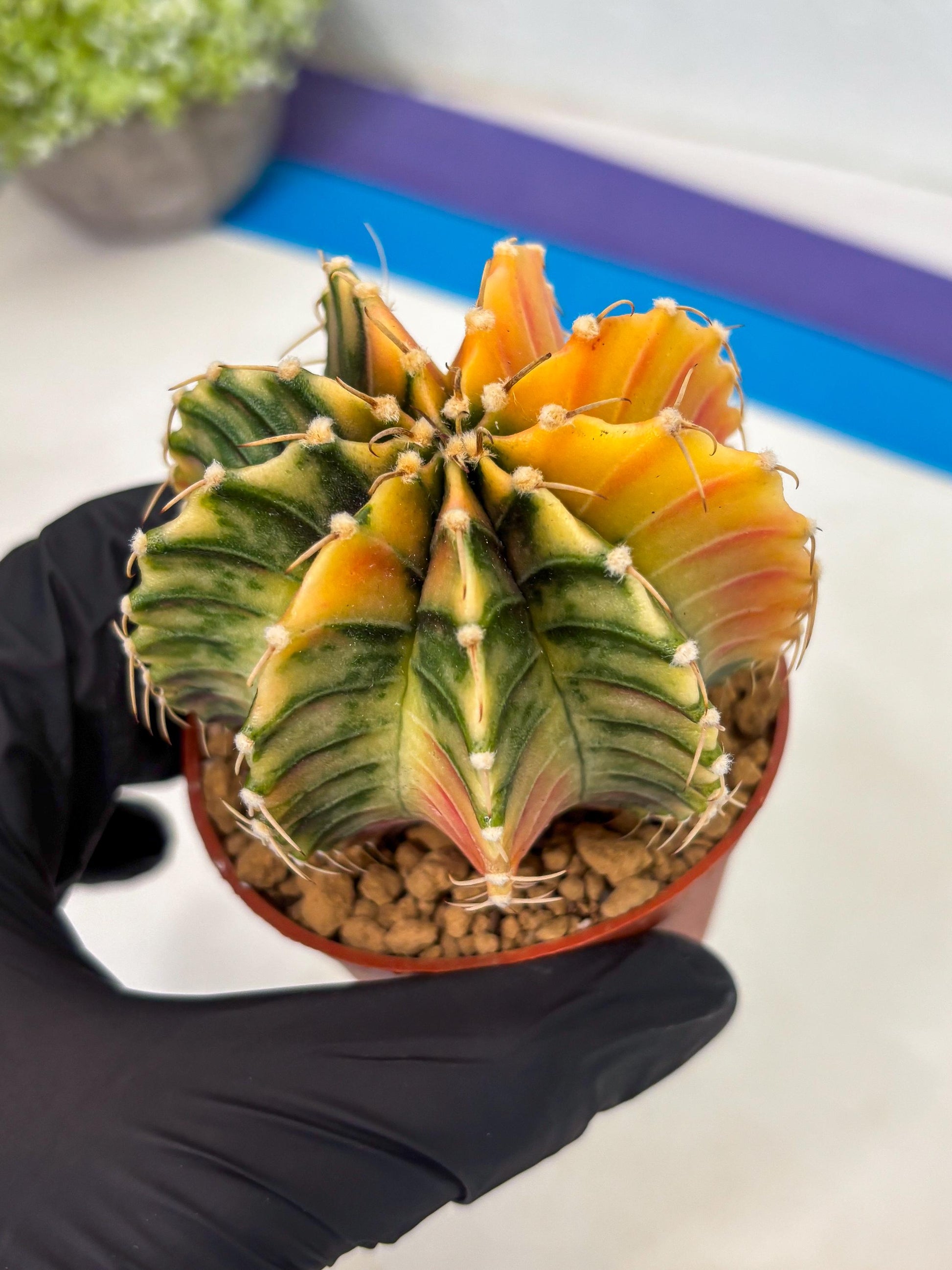 Gymnocalycium LB Hybrid (gy1) (g3) | variegated cactus