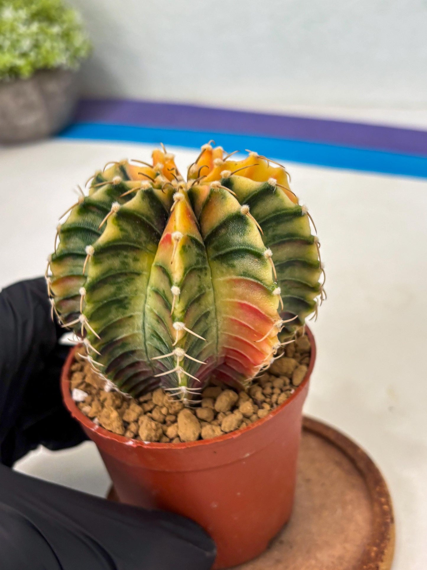 Gymnocalycium LB Hybrid (gy1) (g3) | variegated cactus