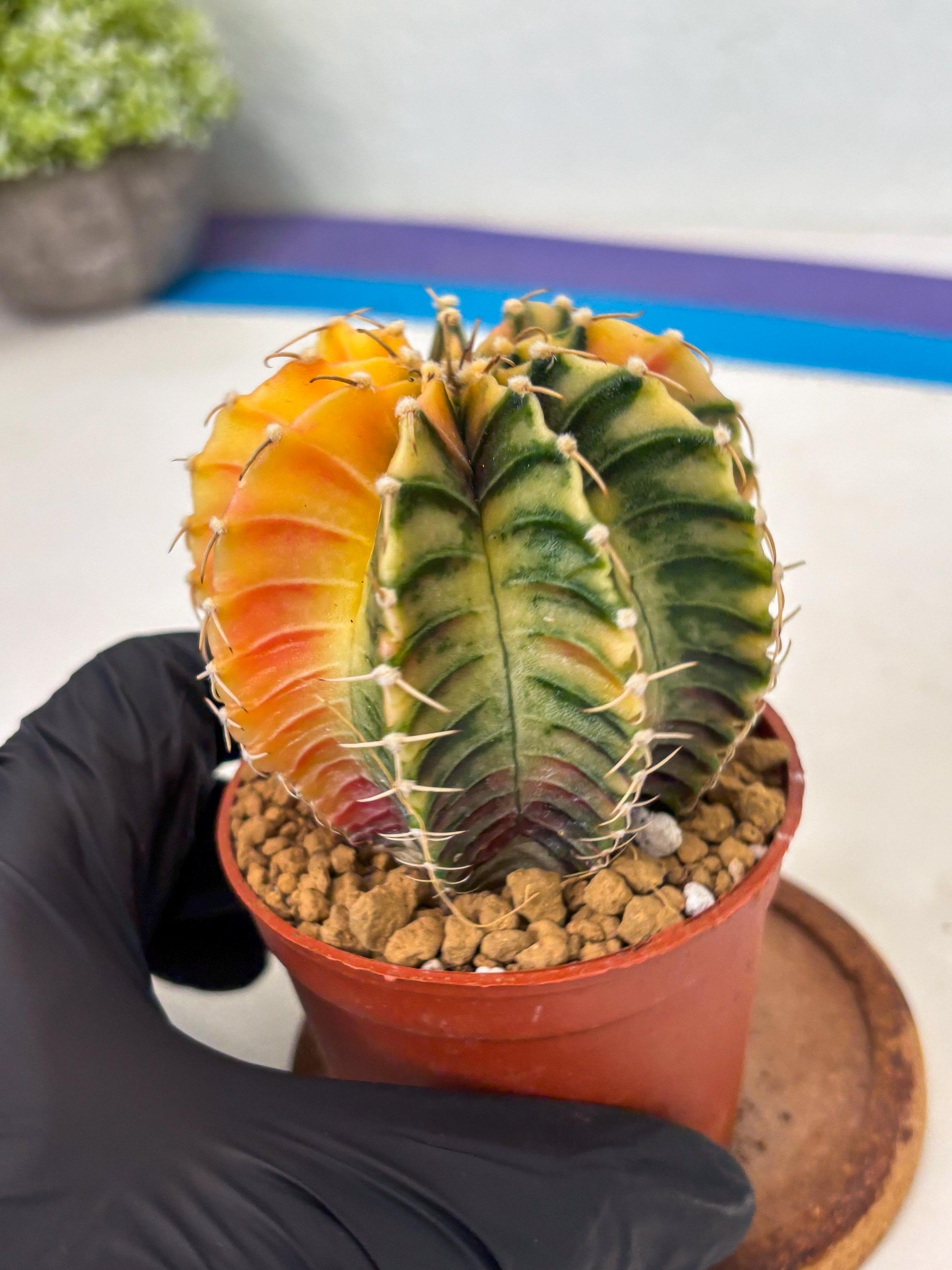 Gymnocalycium LB Hybrid (gy1) (g3) | variegated cactus