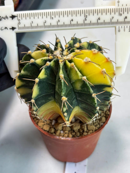 Gymnocalycium LB Hybrid (gy1) (g4) | variegated cactus
