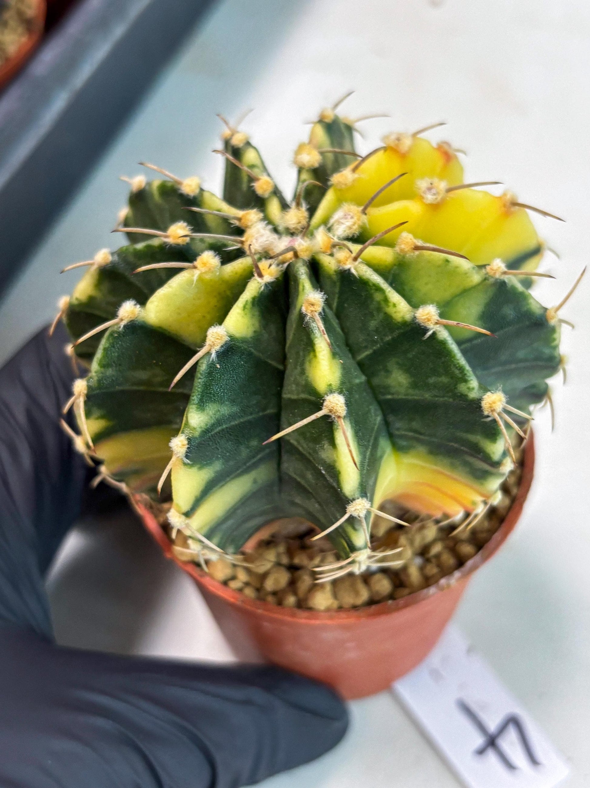 Gymnocalycium LB Hybrid (gy1) (g4) | variegated cactus