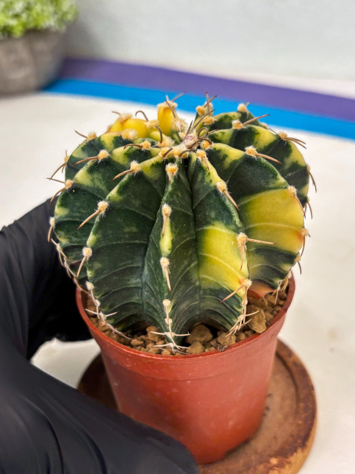 Gymnocalycium LB Hybrid (gy1) (g4) | variegated cactus