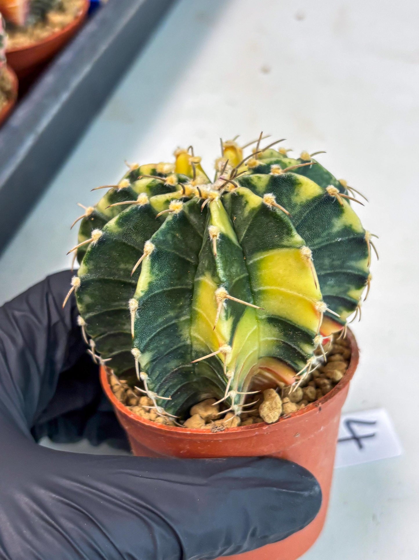 Gymnocalycium LB Hybrid (gy1) (g4) | variegated cactus