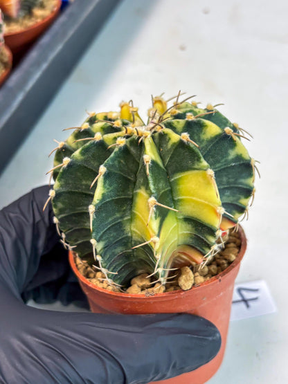 Gymnocalycium LB Hybrid (gy1) (g4) | variegated cactus