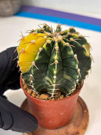 Gymnocalycium LB Hybrid (gy1) (g4) | variegated cactus