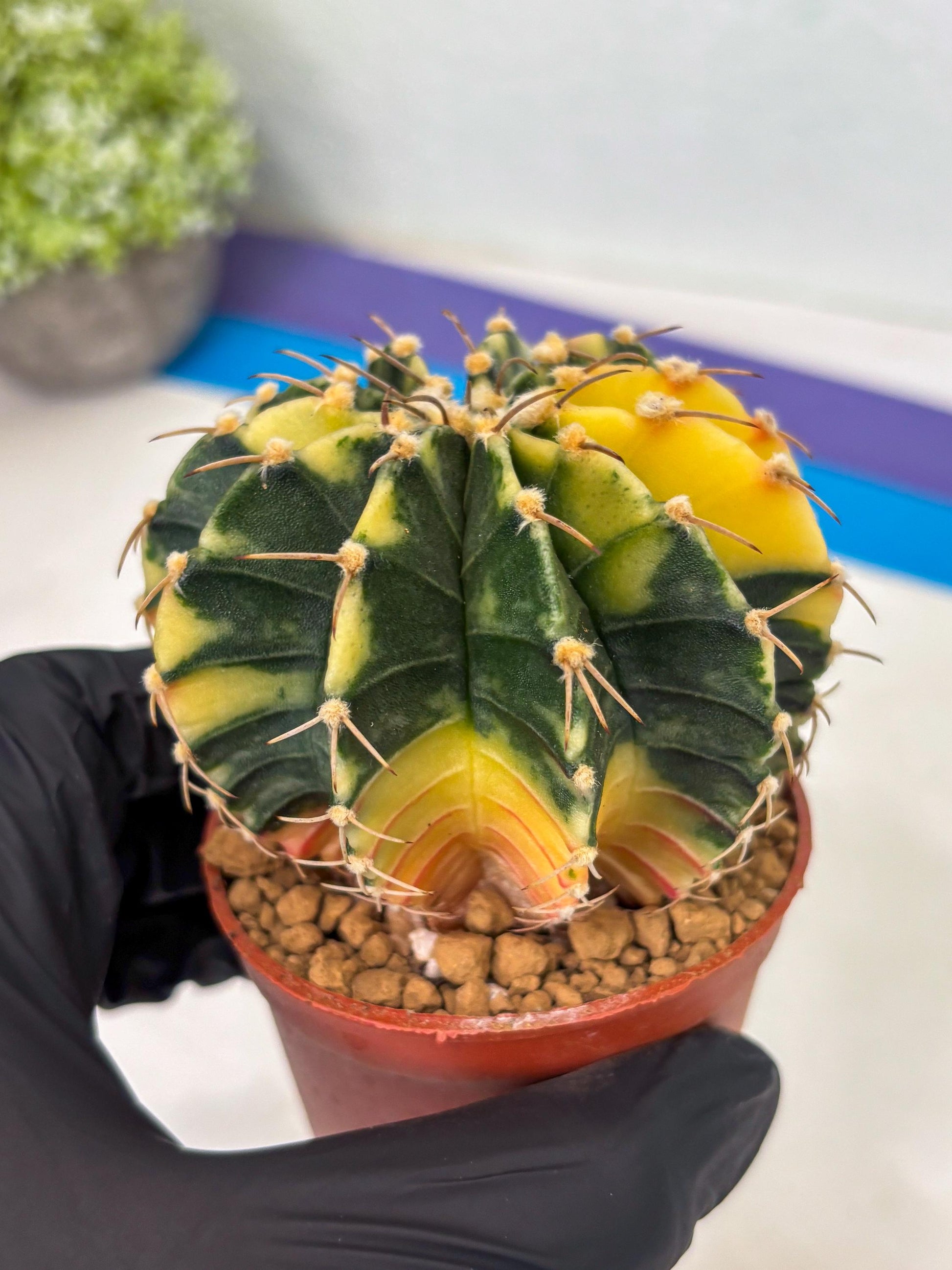 Gymnocalycium LB Hybrid (gy1) (g4) | variegated cactus