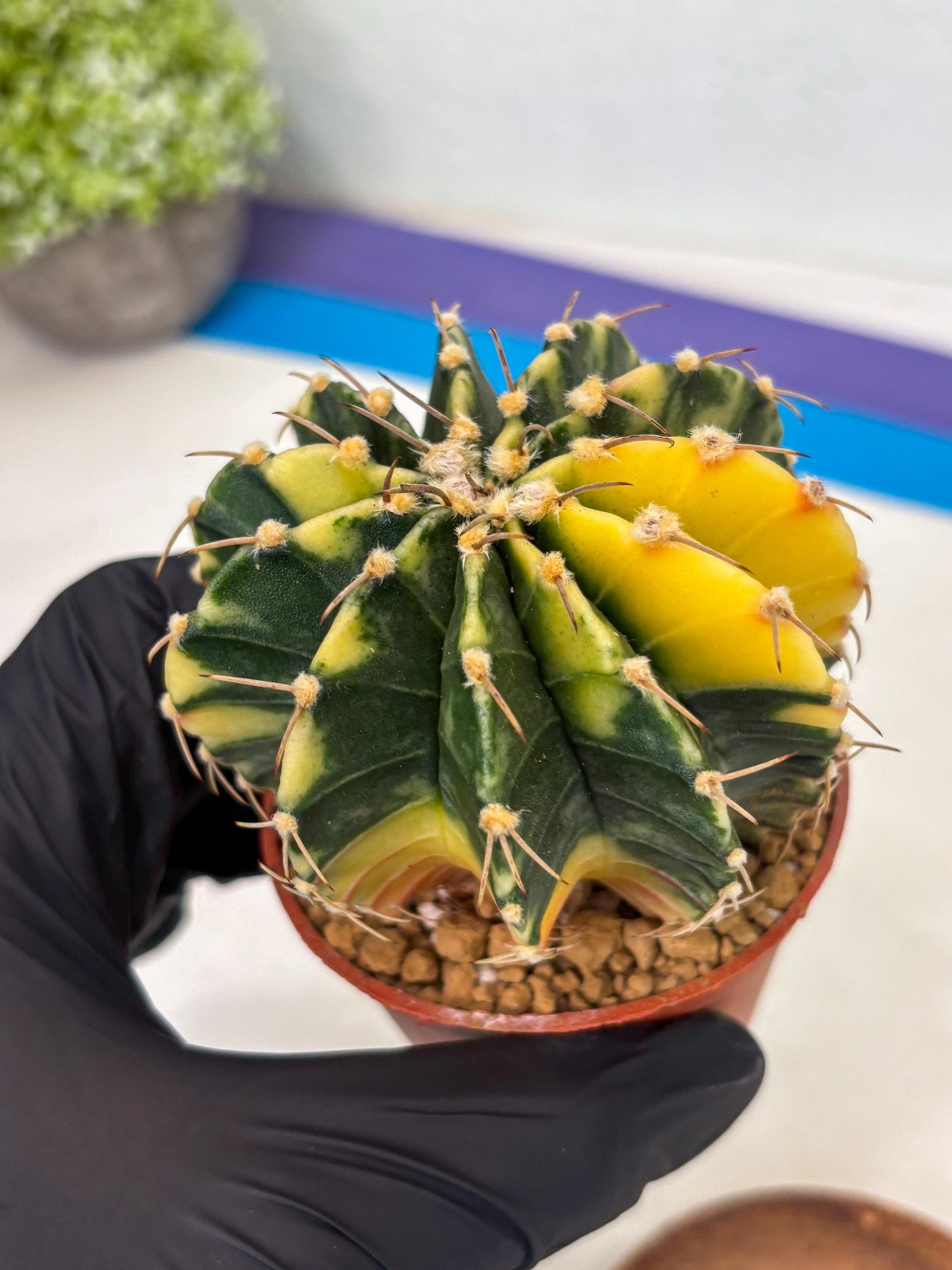 Gymnocalycium LB Hybrid (gy1) (g4) | variegated cactus