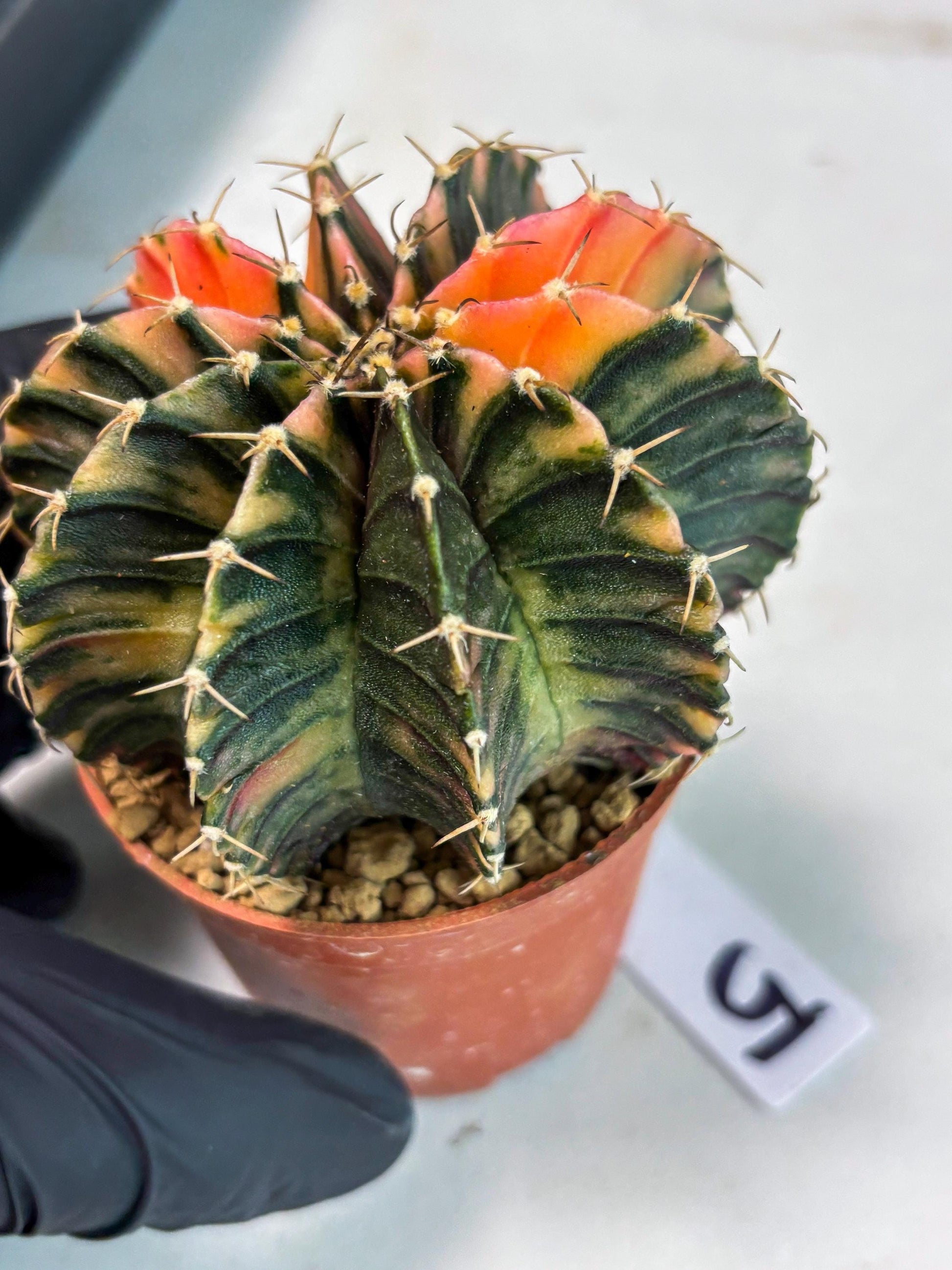 Gymnocalycium LB Hybrid (gy1) (g5) | variegated cactus
