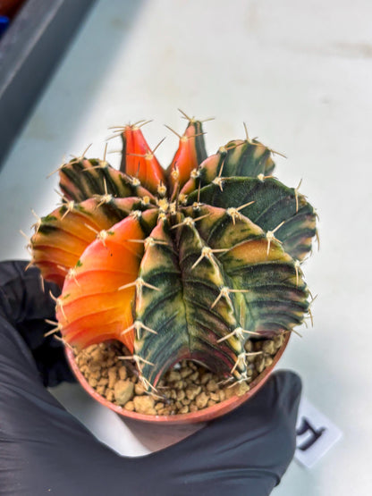 Gymnocalycium LB Hybrid (gy1) (g5) | variegated cactus