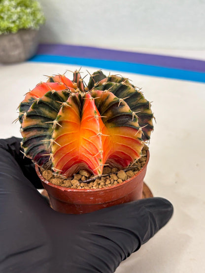 Gymnocalycium LB Hybrid (gy1) (g5) | variegated cactus