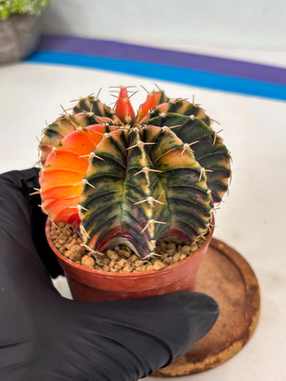 Gymnocalycium LB Hybrid (gy1) (g5) | variegated cactus