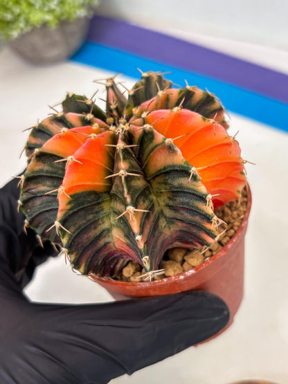 Gymnocalycium LB Hybrid (gy1) (g5) | variegated cactus
