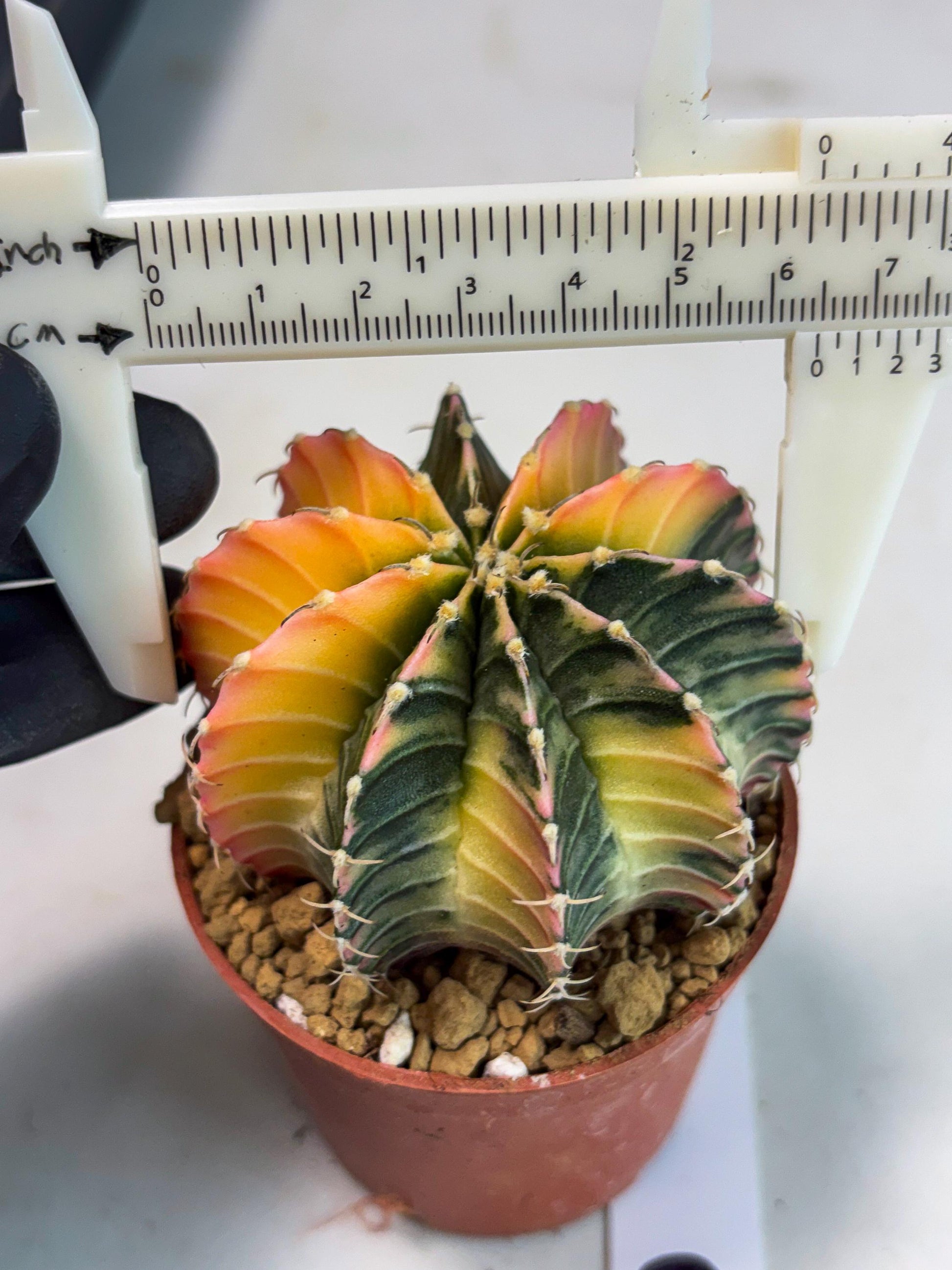 Gymnocalycium LB Hybrid (gy1) (g6) | variegated cactus