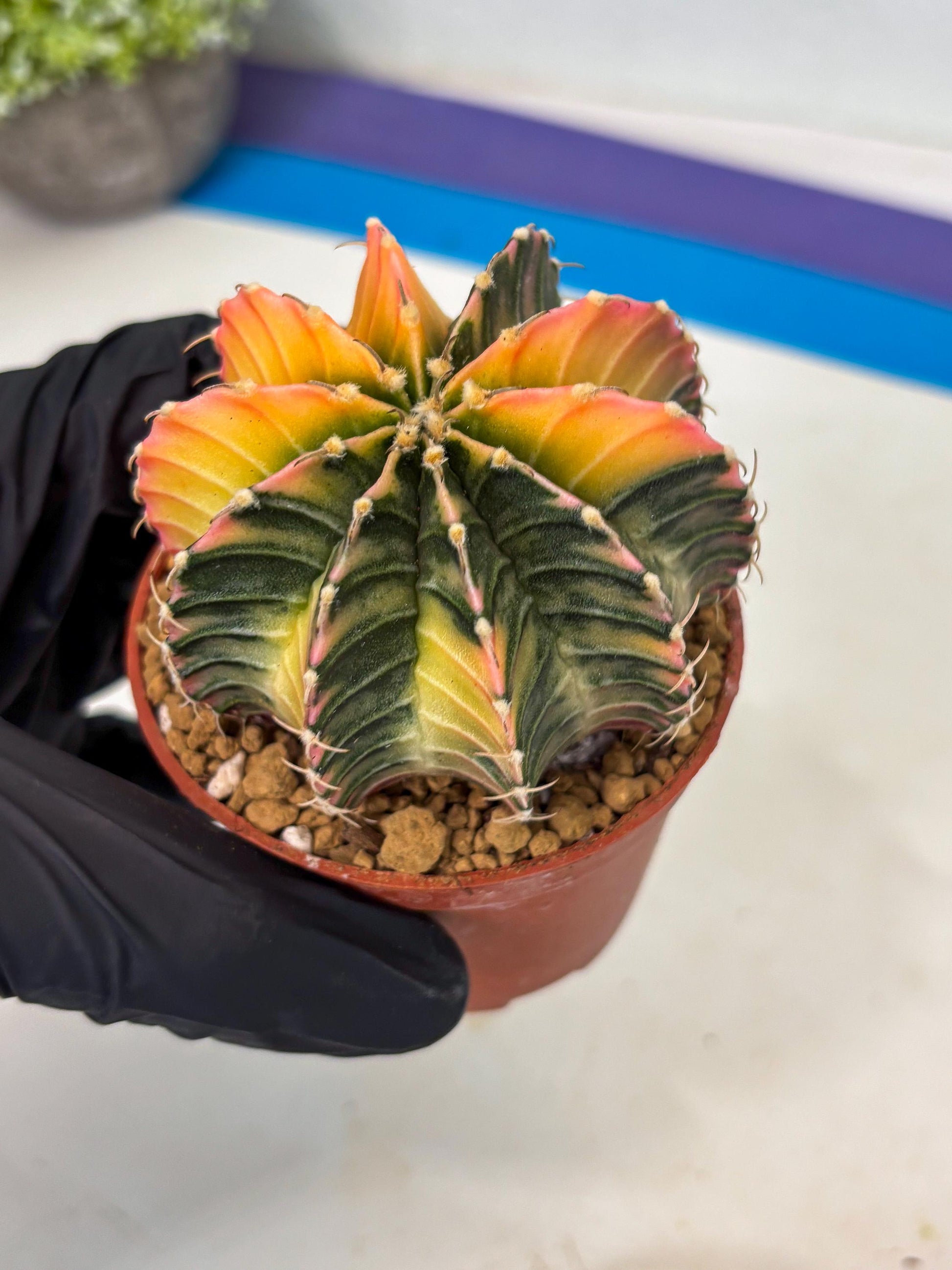 Gymnocalycium LB Hybrid (gy1) (g6) | variegated cactus