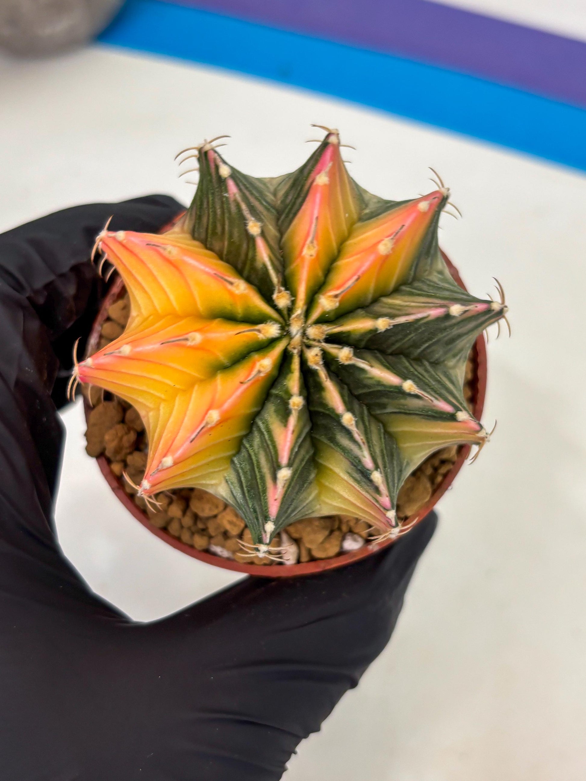 Gymnocalycium LB Hybrid (gy1) (g6) | variegated cactus