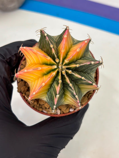 Gymnocalycium LB Hybrid (gy1) (g6) | variegated cactus